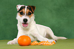 young Jack Russell Terrier