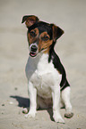 sitting Jack Russell Terrier