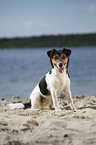 sitting Jack Russell Terrier