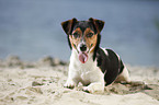 lying Jack Russell Terrier