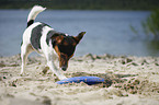 digging Jack Russell Terrier