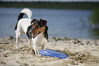 standing Jack Russell Terrier