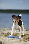 standing Jack Russell Terrier