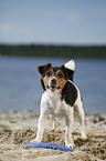 standing Jack Russell Terrier