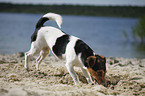 digging Jack Russell Terrier