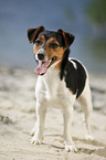 standing Jack Russell Terrier