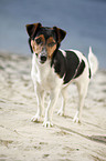 standing Jack Russell Terrier