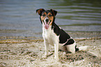 sitting Jack Russell Terrier