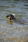 swimming Jack Russell Terrier