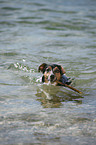 swimming Jack Russell Terrier