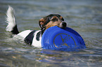 bathing Jack Russell Terrier