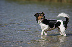 standing Jack Russell Terrier