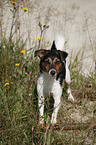 standing Jack Russell Terrier