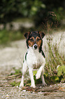 standing Jack Russell Terrier