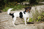 standing Jack Russell Terrier