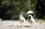 standing Jack Russell Terrier