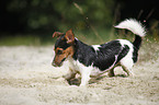 digging Jack Russell Terrier