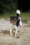 digging Jack Russell Terrier