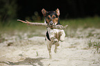 running Jack Russell Terrier