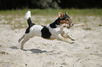 running Jack Russell Terrier