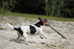 running Jack Russell Terrier