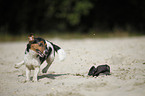 running Jack Russell Terrier