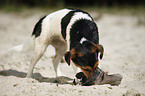 Jack Russell Terrier