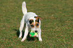 playing Jack Russell Terrier