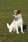 sitting Jack Russell Terrier
