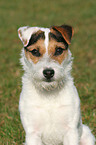 Jack Russell Terrier Portrait
