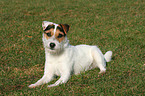 lying Jack Russell Terrier
