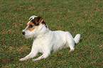 lying Jack Russell Terrier