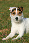 lying Jack Russell Terrier