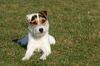 lying Jack Russell Terrier