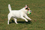 playing Jack Russell Terrier