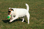 playing Jack Russell Terrier