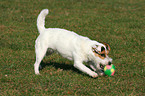 playing Jack Russell Terrier