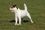 standing Jack Russell Terrier