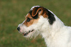 Jack Russell Terrier Portrait