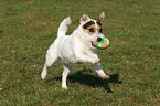 playing Jack Russell Terrier