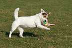 playing Jack Russell Terrier