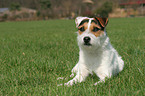 lying Jack Russell Terrier