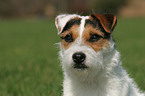 Jack Russell Terrier Portrait