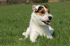 lying Jack Russell Terrier