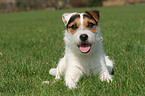 lying Jack Russell Terrier