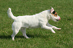 running Jack Russell Terrier