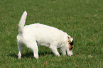 snuffling Jack Russell Terrier