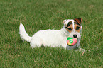 lying Jack Russell Terrier