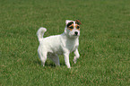 standing Jack Russell Terrier