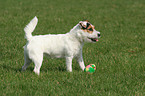 standing Jack Russell Terrier